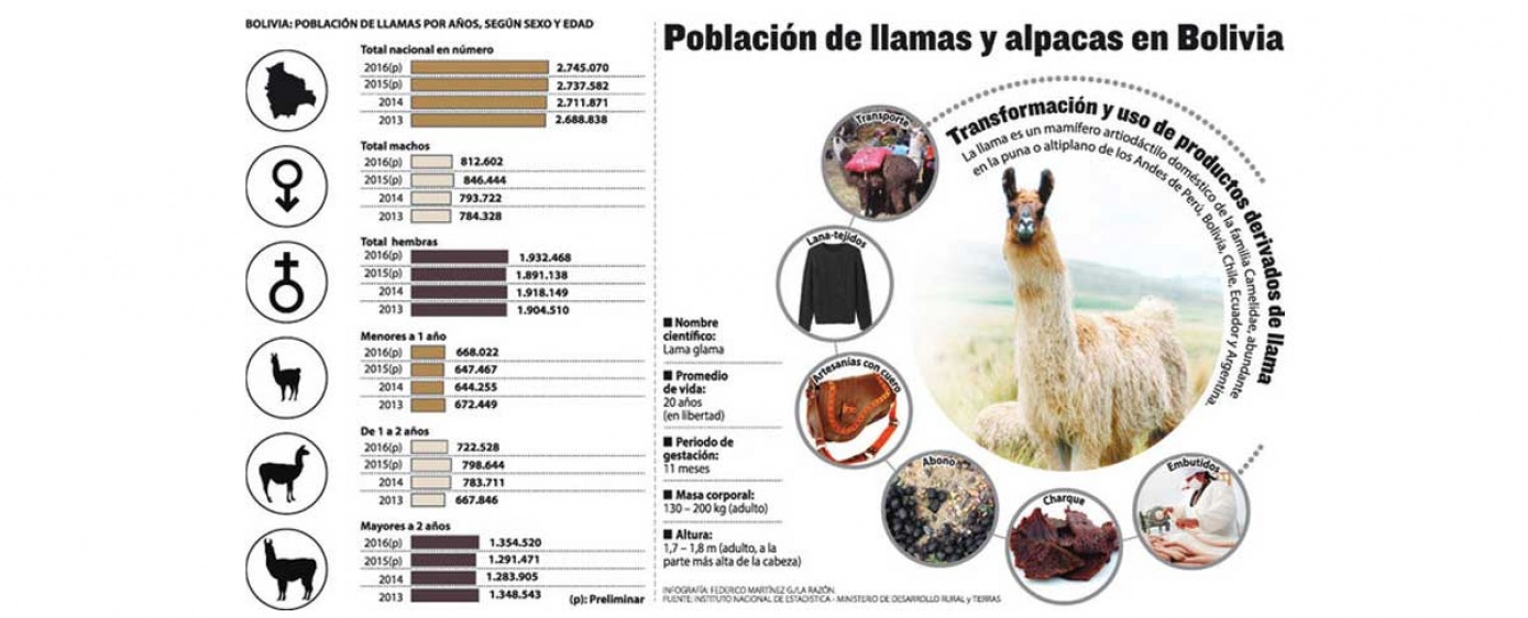 Mejorar la producción de camélidos pasa por 4 factores