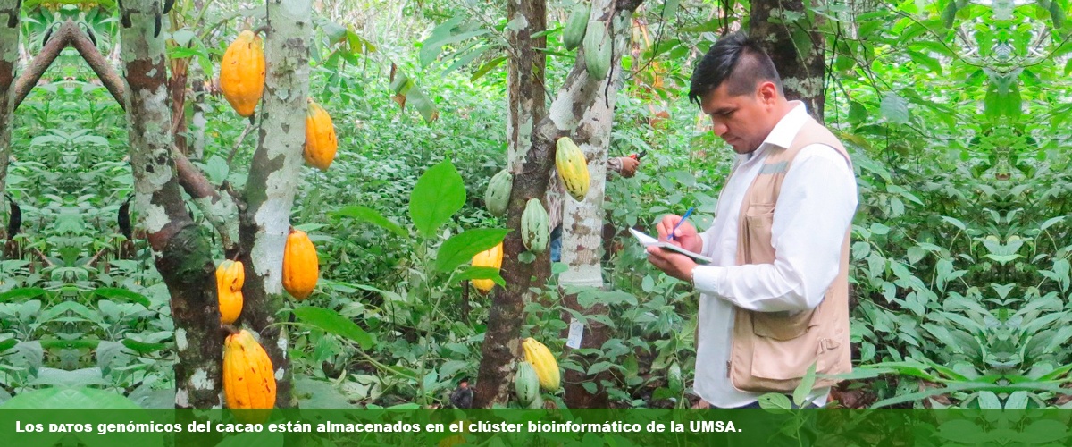 Científicos bolivianos van tras el genoma del cacao amazónico