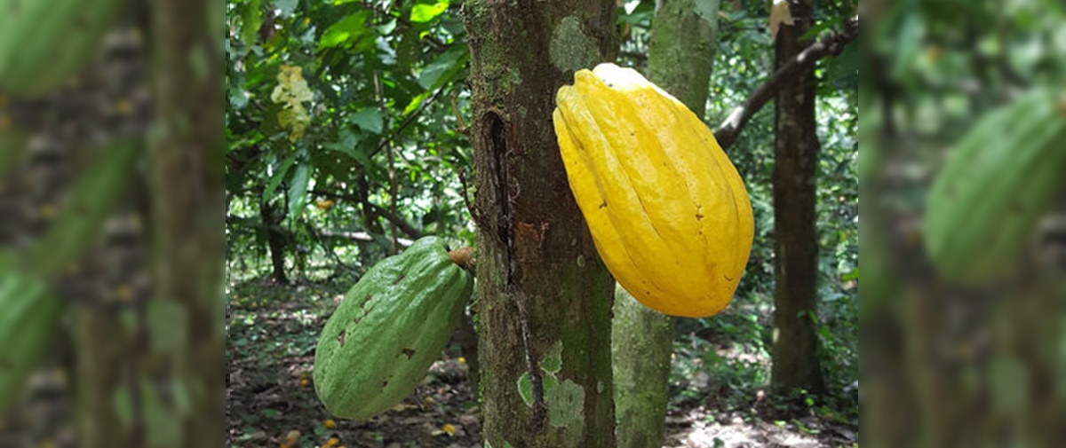 Cacao boliviano para el mundo
