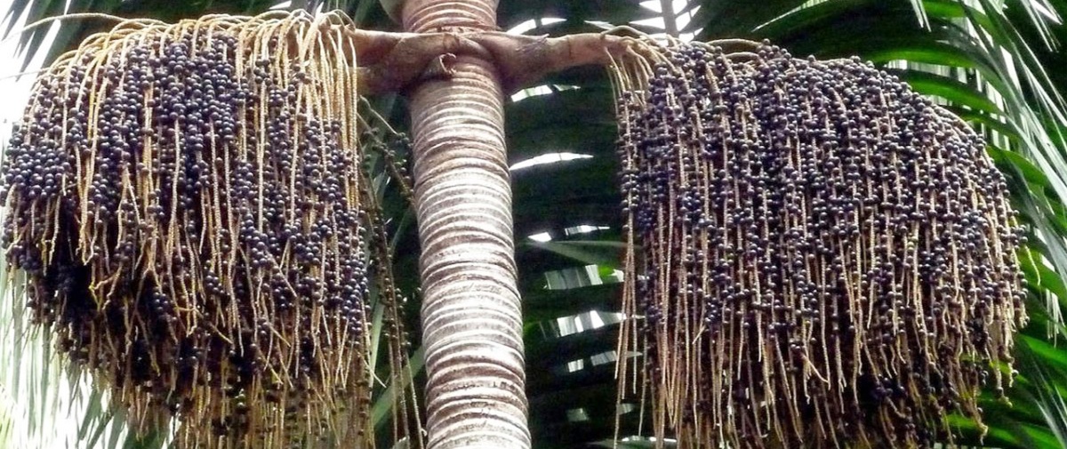 Sugieren potenciar el aprovechamiento de asaí en la Amazonía para reducir la pobreza