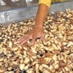 Exportadores creen factible cultivos de soya en noroeste