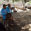 Ganadería Comunitaria Sostenible: Una nueva forma de producción bovina en el Chaco boliviano por familias guaraní